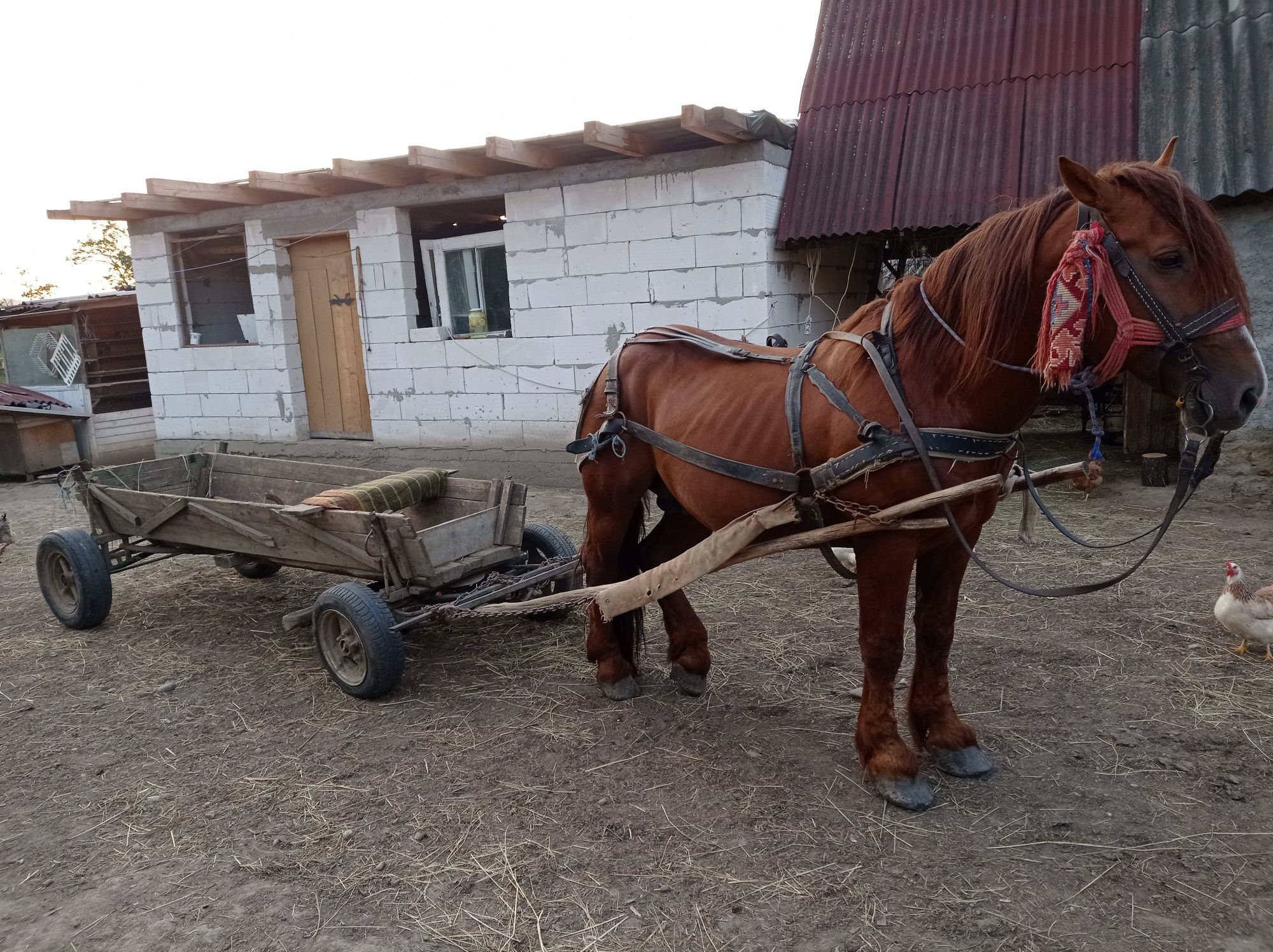 Hărmasar de 7 ani