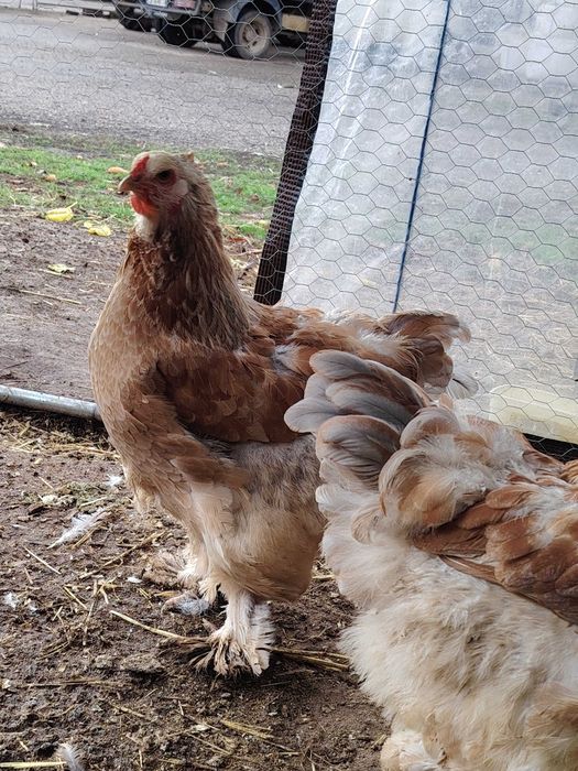 Брама сьомгова ярки+петел