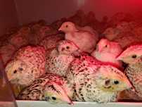 Pui de prepeliță la 2 săptămâni giganta polara ××l și jumbo gold
