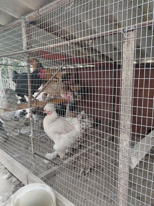 Брама Товуклари Сотилади