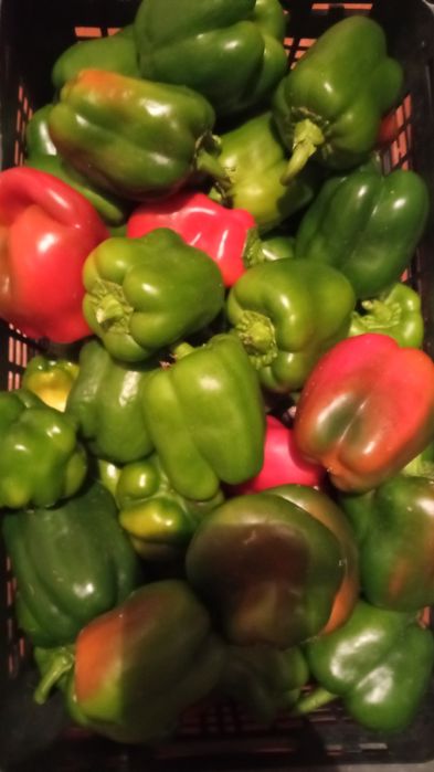 Продам болгарский перец местные