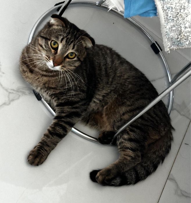 Отдам кота в добрые руки