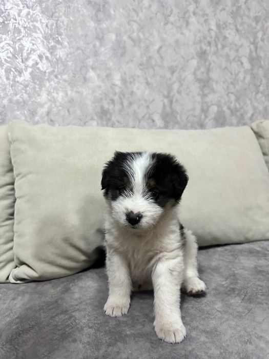 Паренёк дворянин