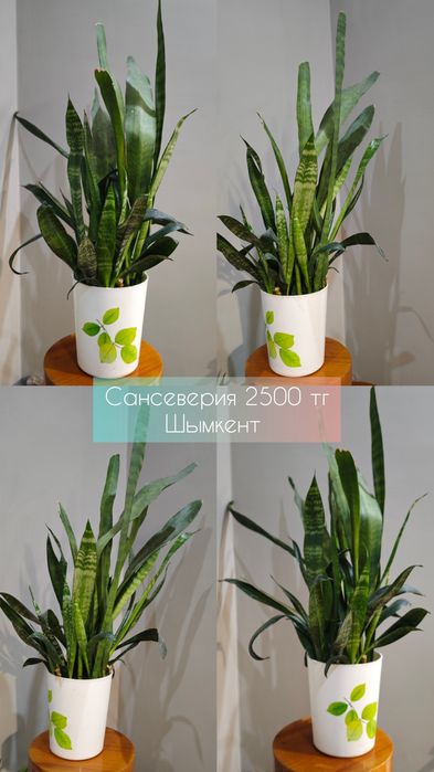 Цветы на любой вкус