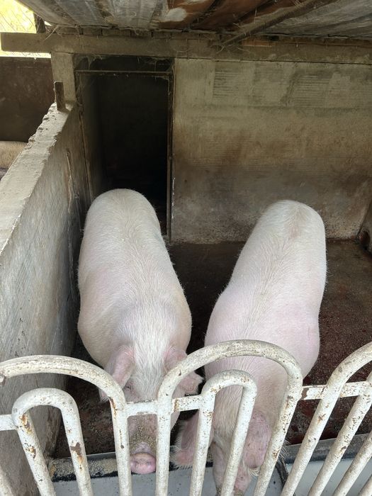 Домашни угоени прасета