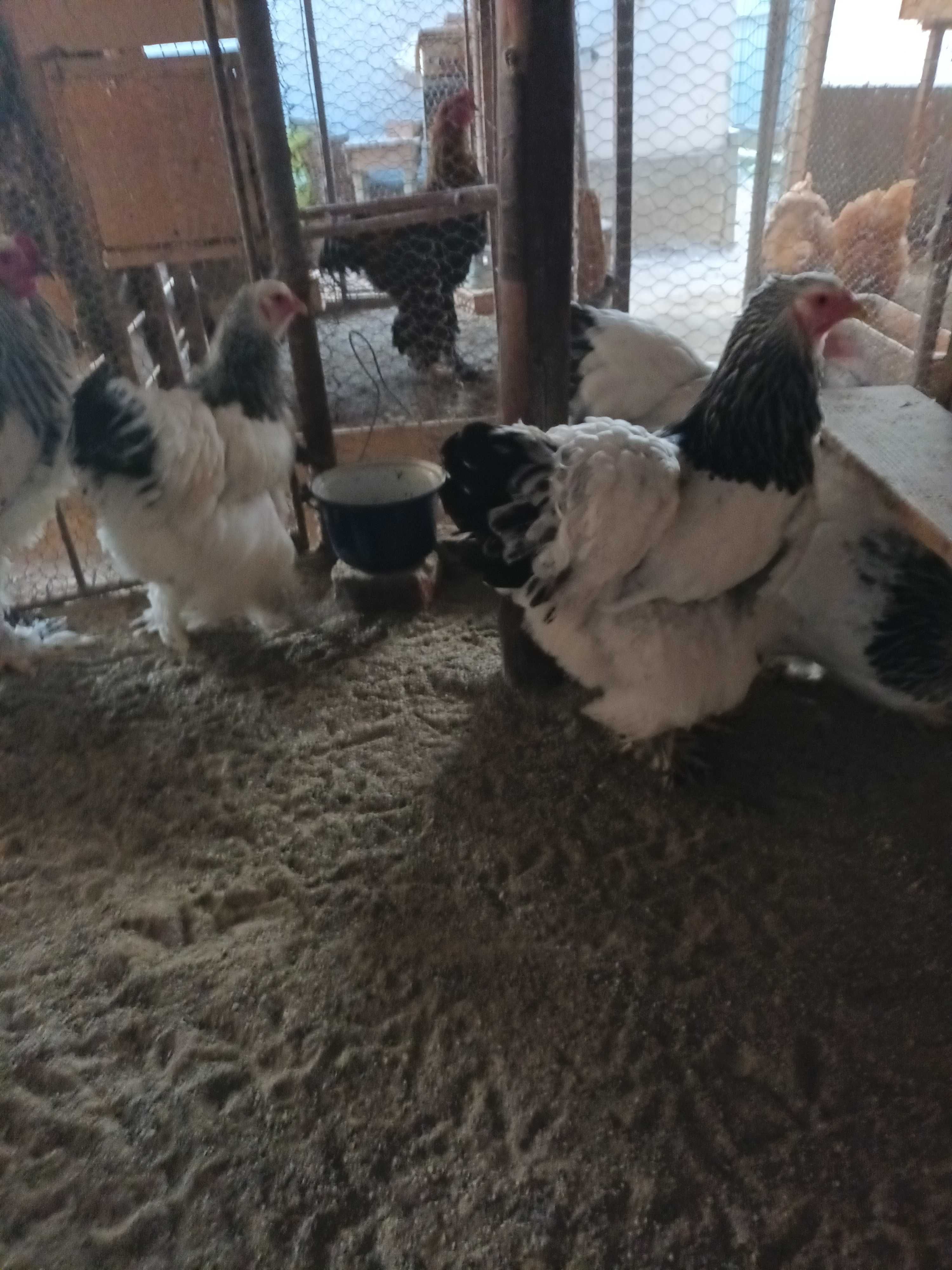Brahma cocosi si gaini