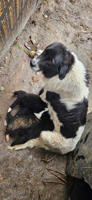 Каракачански кученца