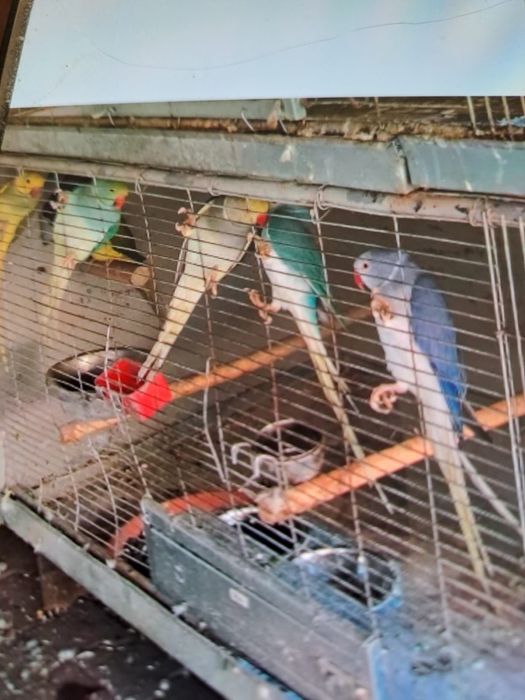 Papagal Micul Alexandru