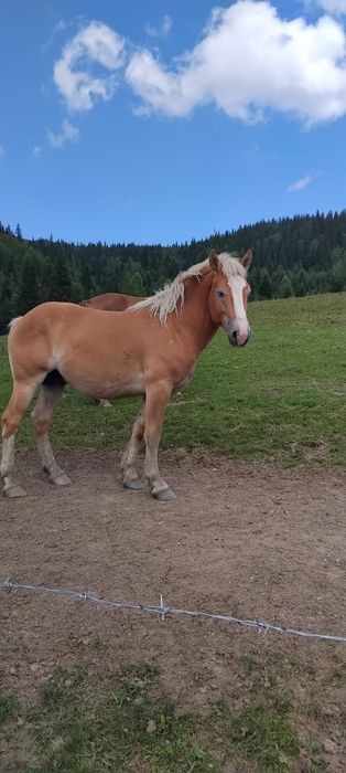 Vând Armasar de 2ani