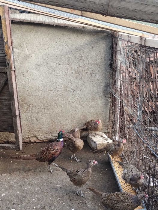 De vanzare fazani crescuți de mine.