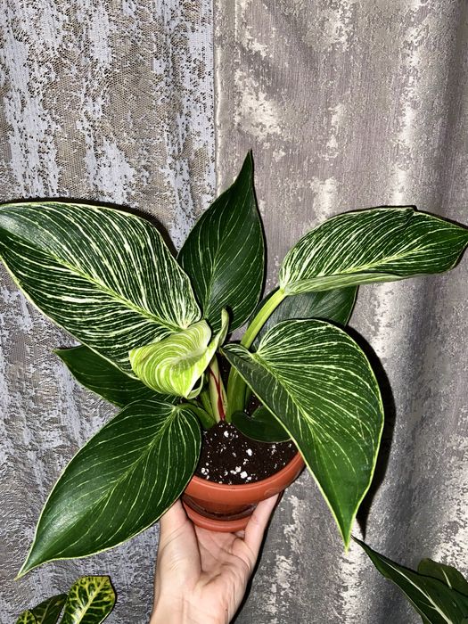 Комнатный цветок, Биркин