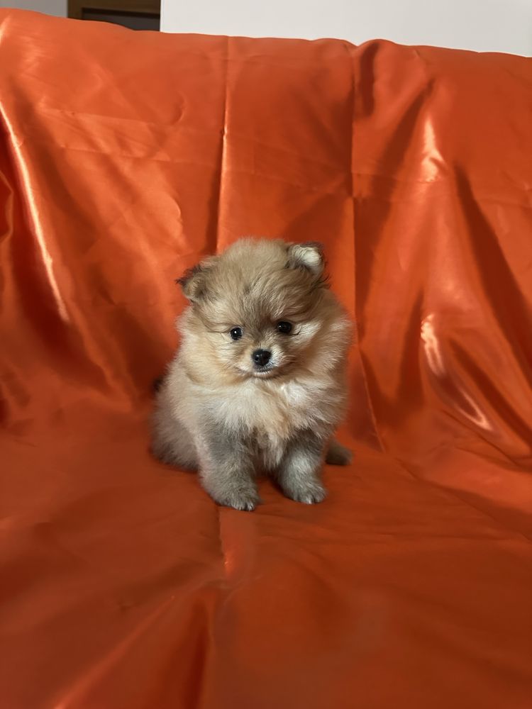 Fetiță pomeranian cu pedigree fci