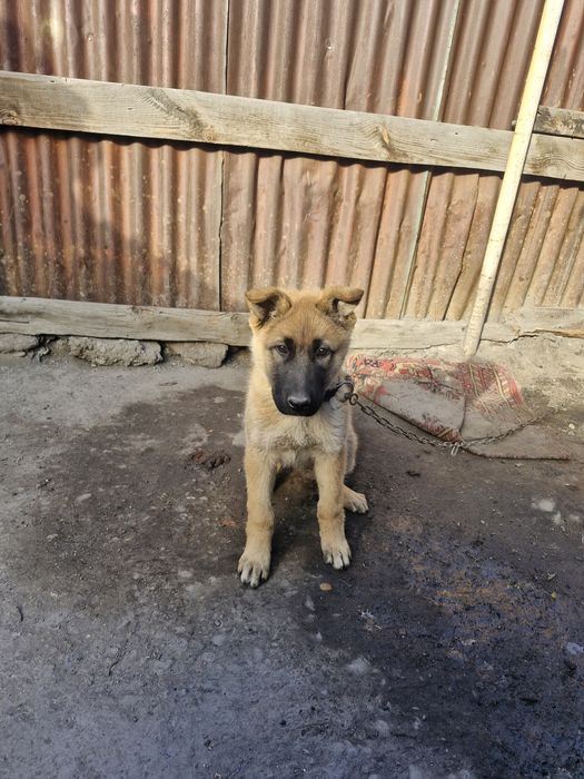 Отдам даром собаку в хорошие руки.