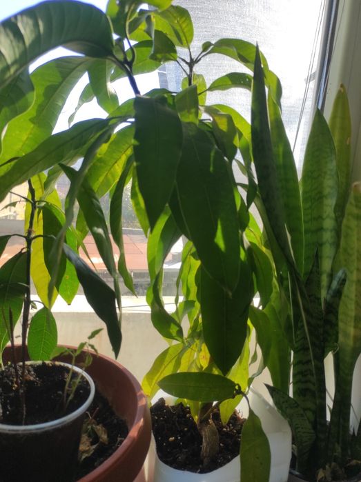 Цветя. Алое,саби,индрише и манго. Драконова бегон деия.