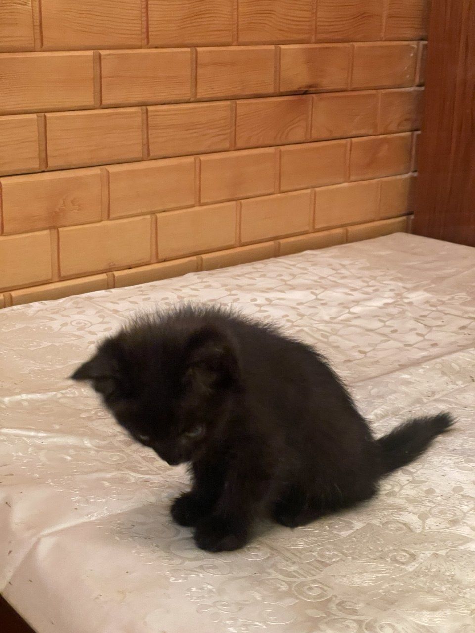 Котенок девочка в добрые руки.