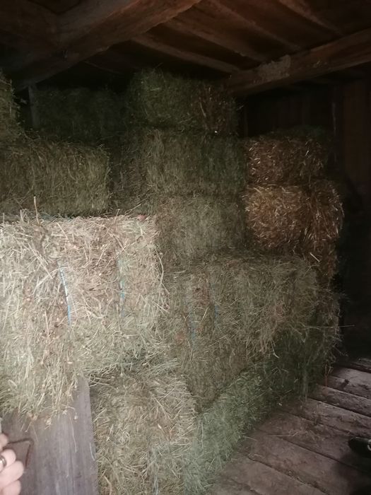 Vand baloți de fân si baloți otravă