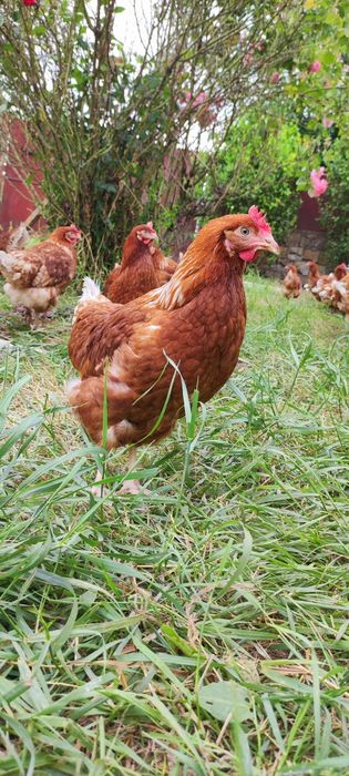 Puicuțe pregătite pentru ouat