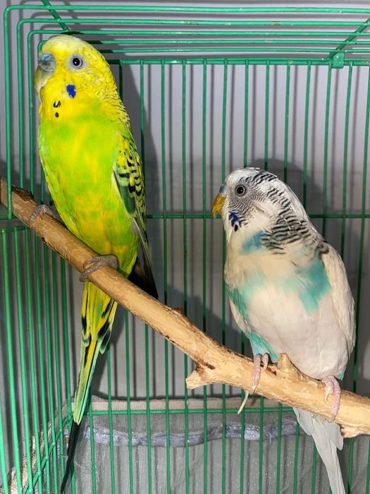 Попугай бесплатно