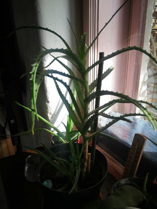 Schimb de plante de interior