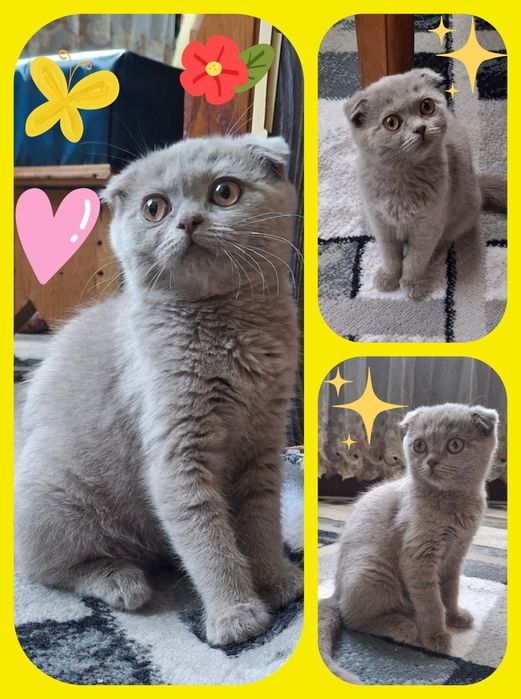 Продаётся шикарный котёнок шотландский вислоухий скоттиш фолд девочка