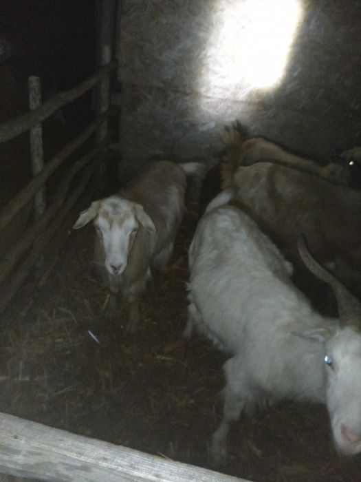 Vand 5 capre tinere urgent