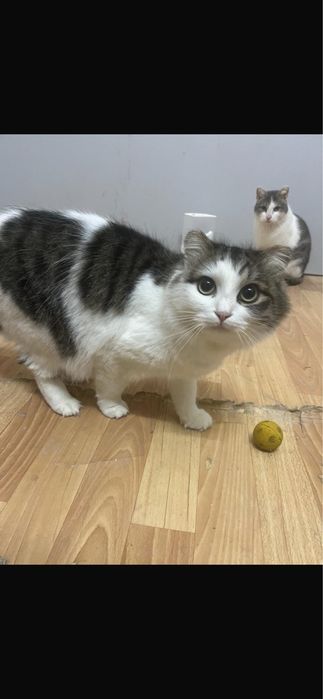 Отдам даром кошку