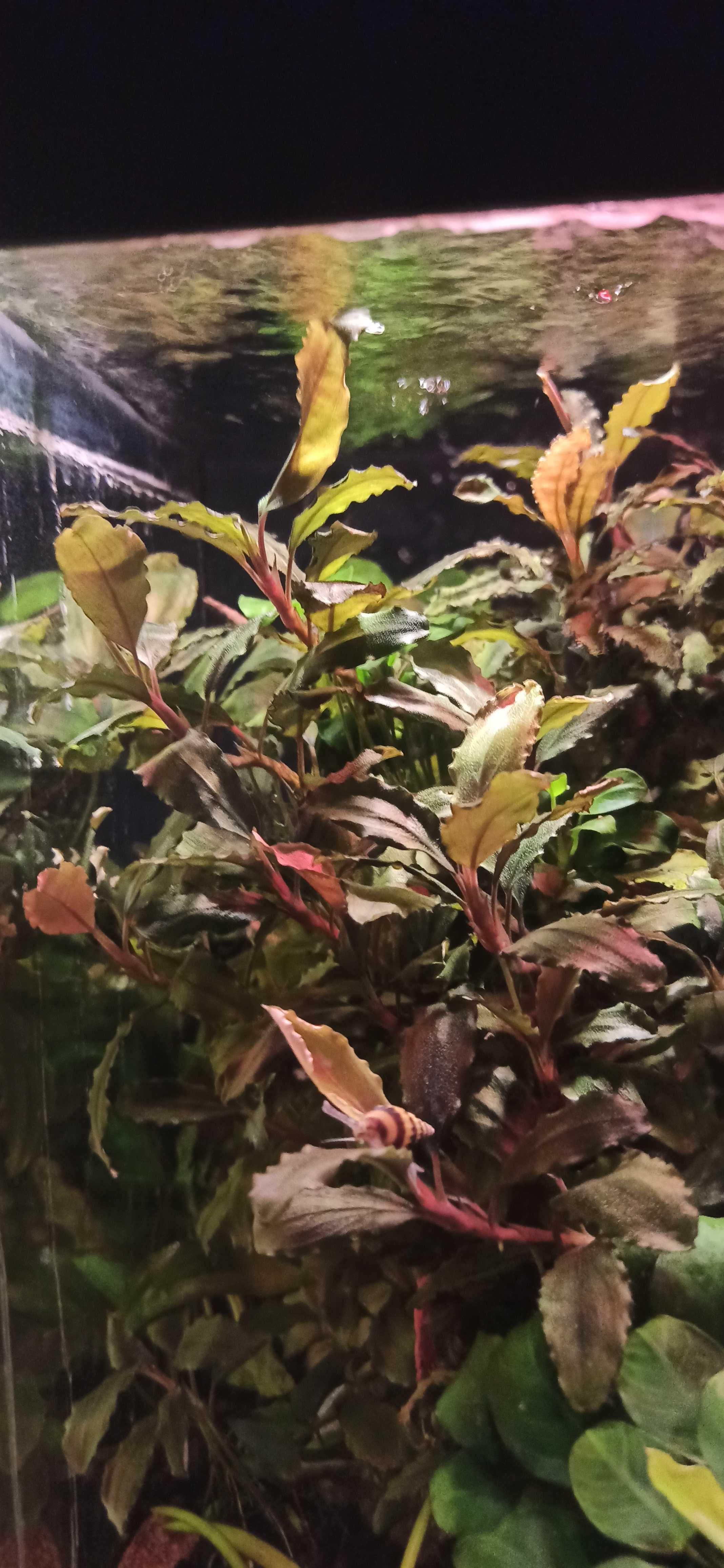 Bucephalandra/ Буцефаландра и анубисс