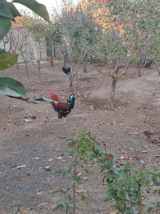 Осы 2 қораз сатылады