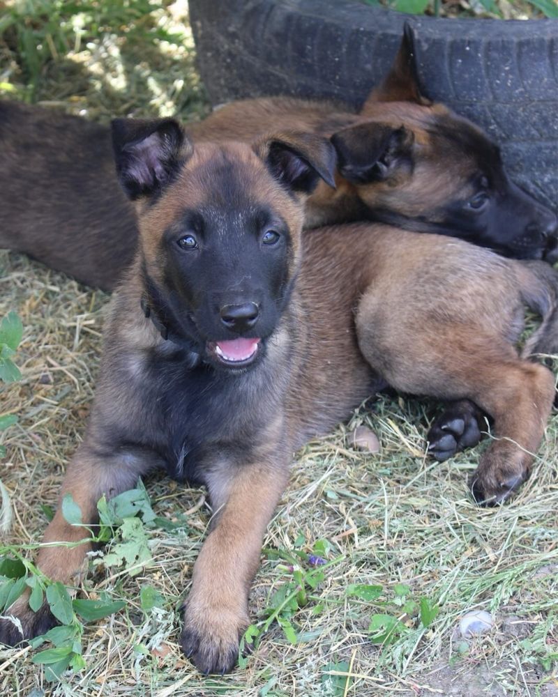 Femela Ciobanesc Malinois cu Pedigree