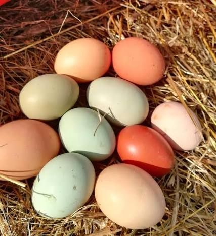 Продам домашние большие куриные яйца