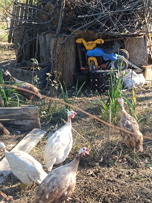 Bibilici maro și alb