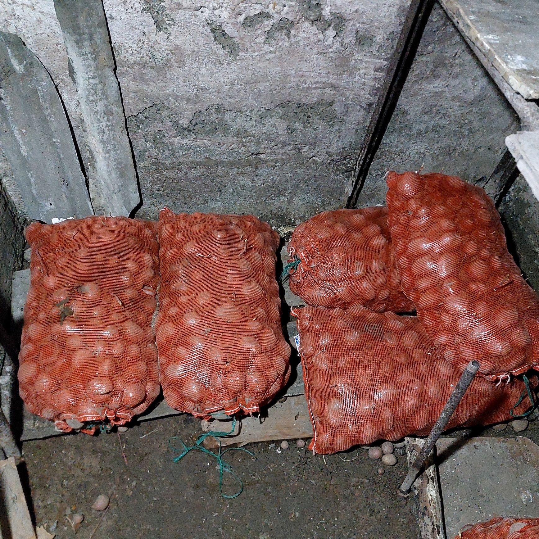 Красная картошка