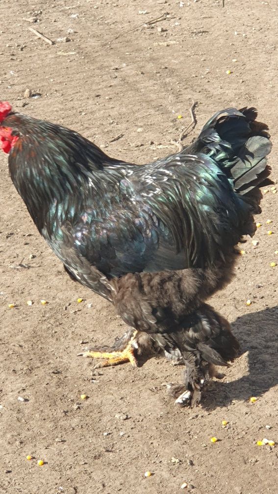 Cocosi de vanzare!