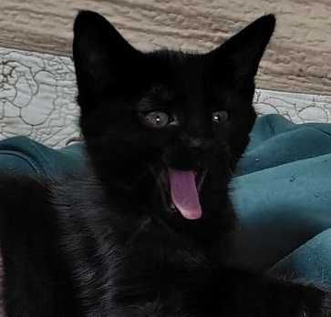 Котята домашние бесплатно в хорошие руки