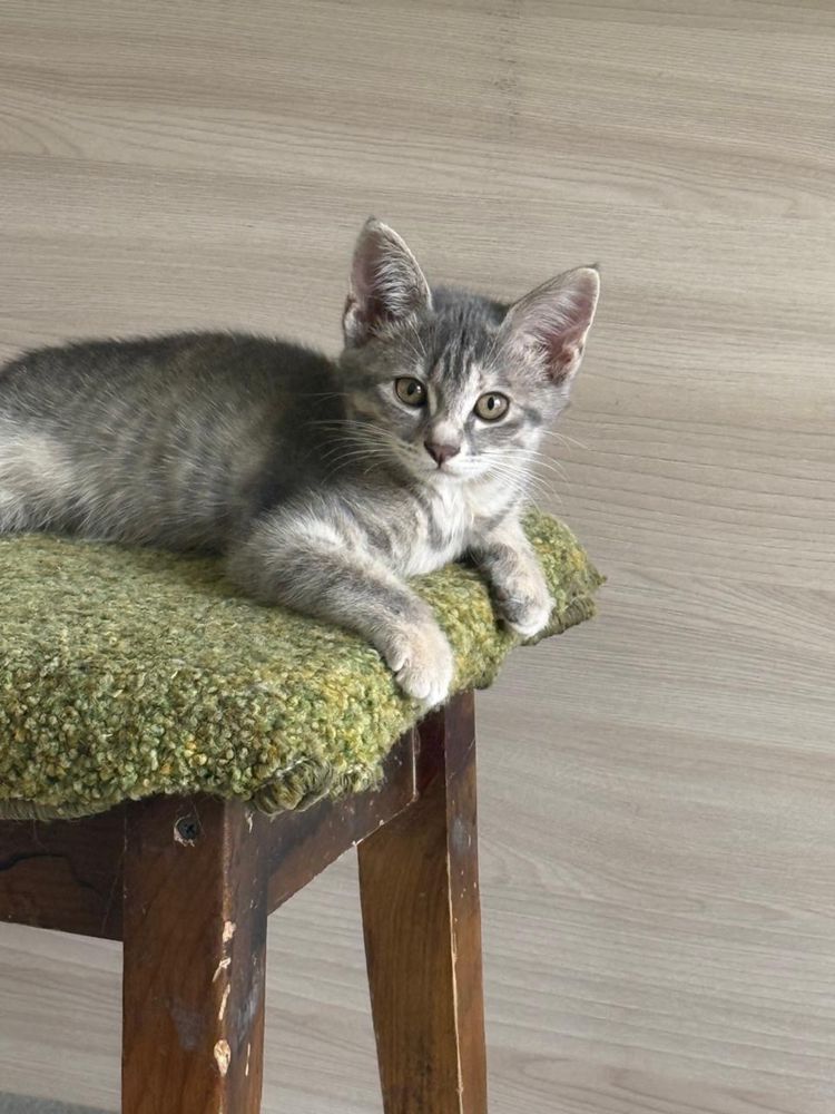 Котенок девочка