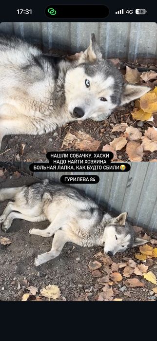 Хаски потеряшка отдадим в добрые руки . Читайте описание в фото .