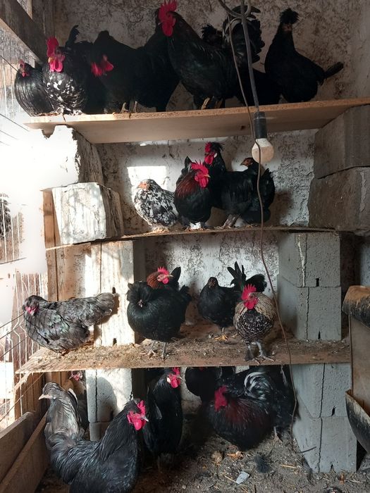 Găinușe și cocoșei 50 lei bucata