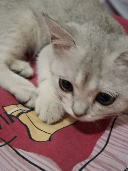 Кошка, Британская Шиншила