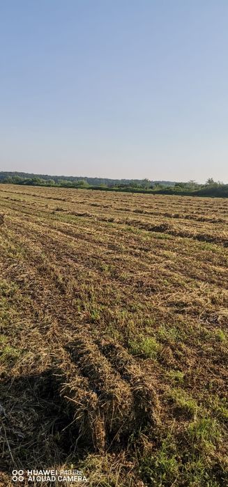Vând baloti de lucerna