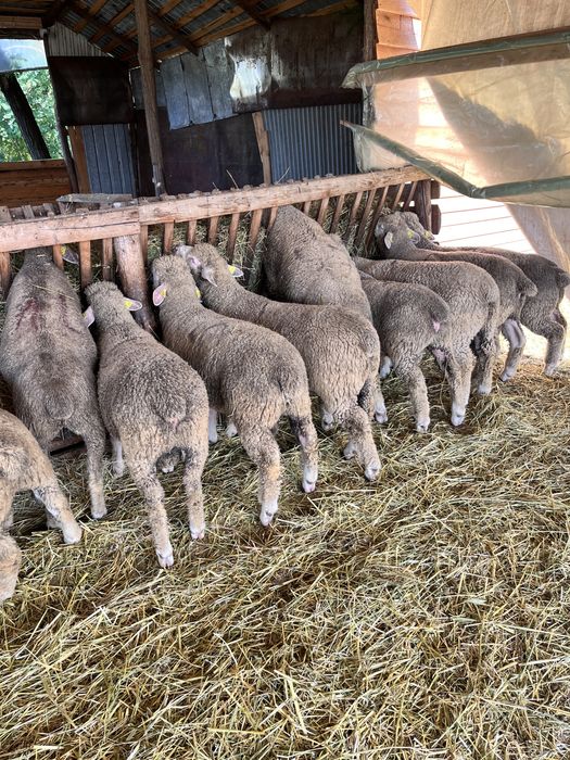 Vand miei rasa ile de france