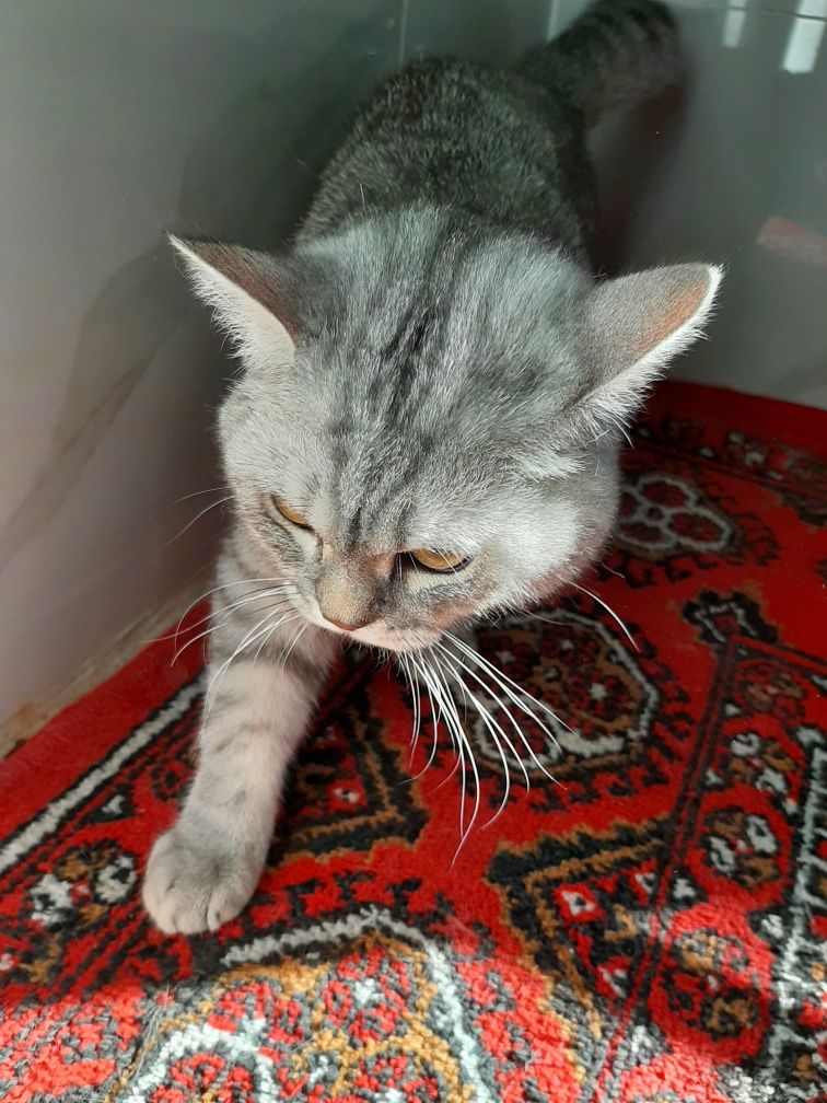 Scottish chinchilla