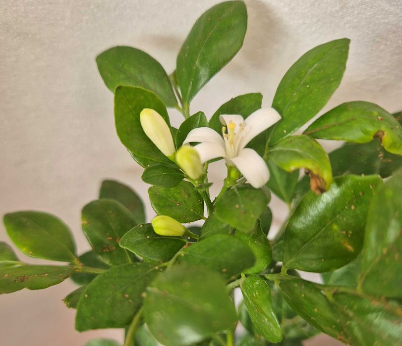 Murraya Paniculata / Iasomia de portocal