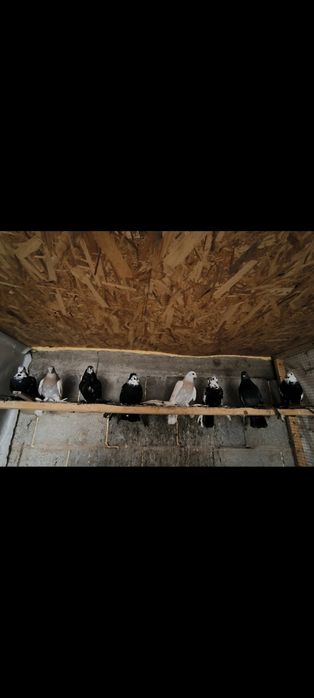 Молодые, Рябоголовые, Сочи