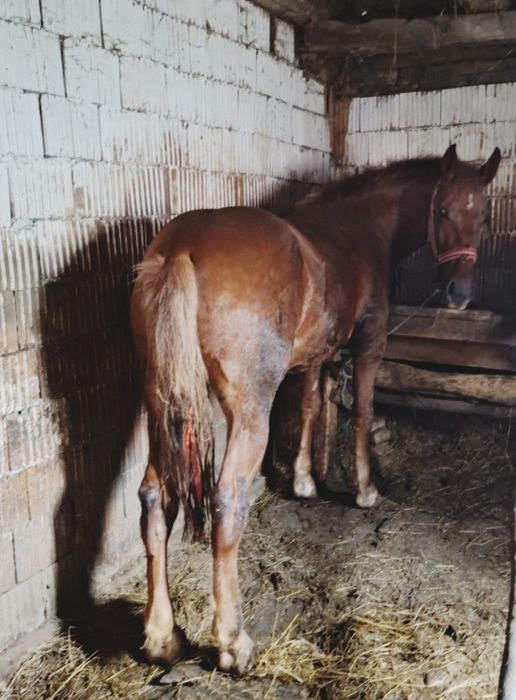 Vând mânz de 1 an jumate!