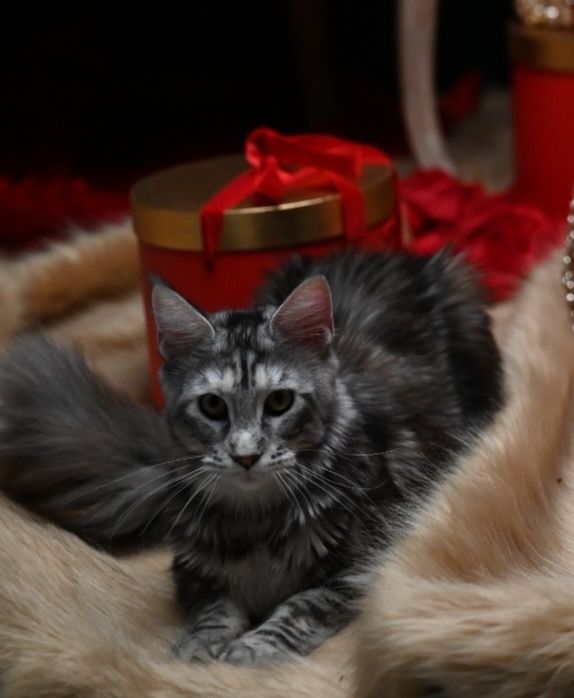 Pisică Maine Coon- Esfir