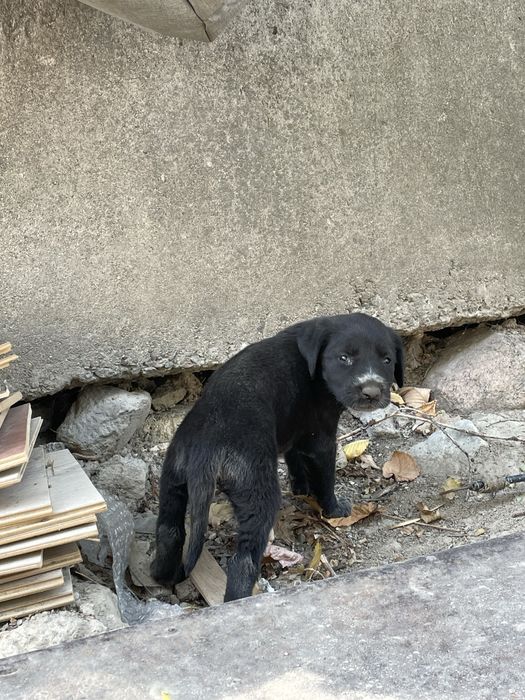 !!!Отдам щенка!!!