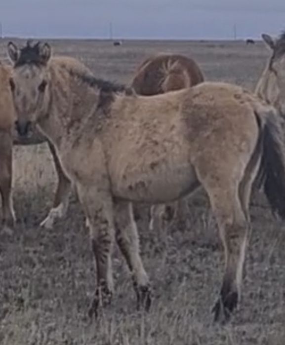 Жабағы сатылады!