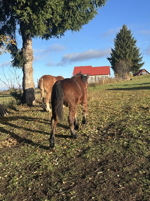 Mânz roşu de vânzare
