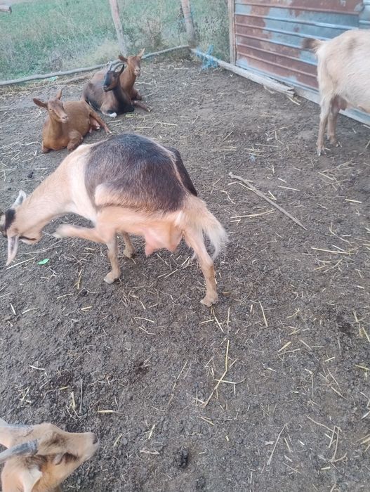 Vând capre bune de lapte