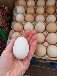 Яйца куриные домашние продам